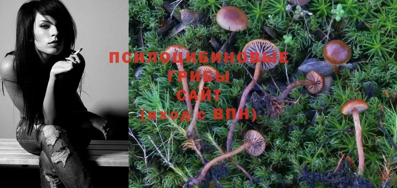 Псилоцибиновые грибы Psilocybe  купить закладку  Заполярный 